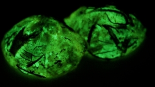 Luminous hickory nut glowing in the dark