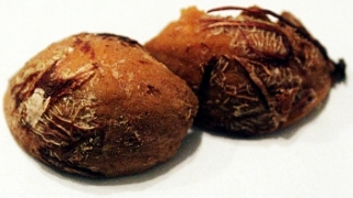 Luminous hickory nut under room light conditions
