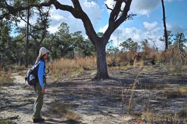 Hiker looks at tree on the Garden of Eden Trail. (12-27-2016) - Bluffs and Ravines Preserve.