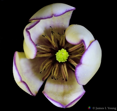 Closeup of a Banana shrub flower (Magnolia figo). (03-19-2016)-Gadsden County Florida