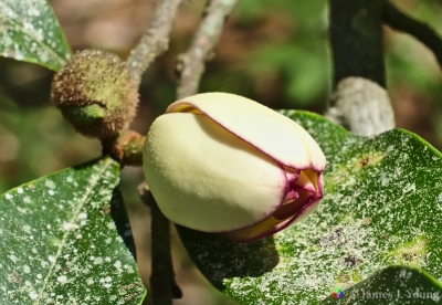 Banana shrub flower(Magnolia figo) growing next to our back door. (03-20-2016)-Gadsden County Florida