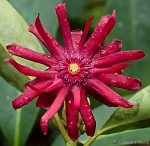 Florida Anise flower (Illicium floridanum) (03-19-2016) -Gadsden county Florida