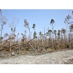 Forest damage on Lower Bay Rd. near Port Bienville, <br> southwestern Hancock Co., Mississippi.