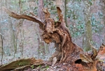 tree-stump