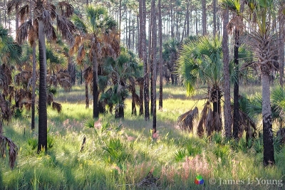 Marshlands recovering after prescribed burn. - St Marks NWR.