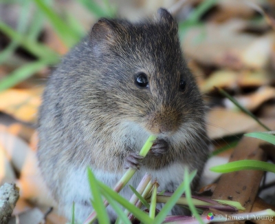 Cotton rat eating grass 2. (04-01-2018) - St. Marks National Wildlife Refuge.