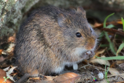 Cotton rat eating seen from side. (04-01-2018) - St. Marks National Wildlife Refuge.