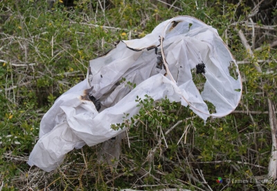 Burnt sky lantern on vegetation along the cedar point trail. (01-16-2017) - St. Marks National Wildlife Refuge.
