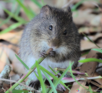 Cotton rat eating grass. (04-01-2018) - St. Marks National Wildlife Refuge.