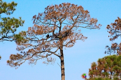 Eagle nest damaged by fire - St Marks NWR.