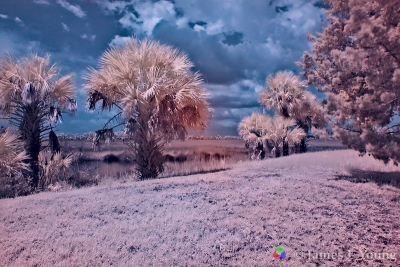 Levee trail in infrared. (8/7/2015) - St. Marks National Wildlife Refuge.