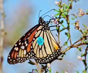Monarch butterfly with tracking tag - St Marks NWR.