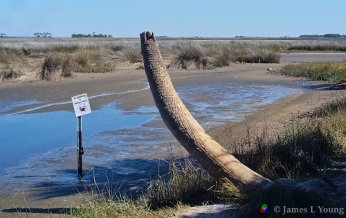 The lighthouse palm tree at lowtide. (02-07-2016) - St. Marks National Wildlife Refuge.