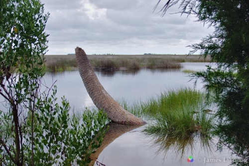 The lighthouse palm tree at a very high tide. (08-04-2016) - St. Marks National Wildlife Refuge.