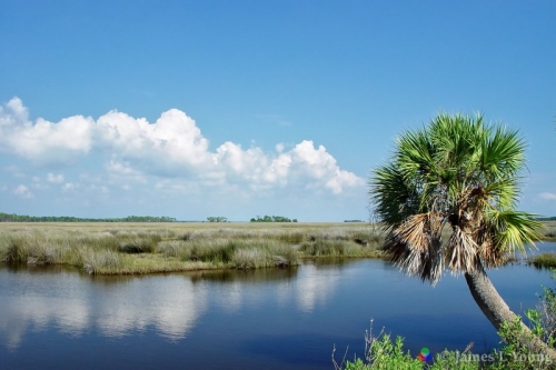 The lighthouse palm tree in 2002. (10-22-2002) - St. Marks National Wildlife Refuge.