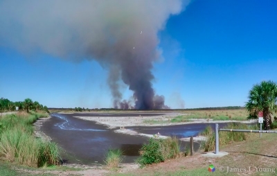 Wide view of prescribed burn near Stoney Bayou - St Marks NWR.