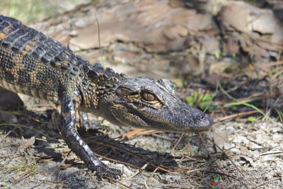 Small alligator walks across parking area. (03-28-2017)