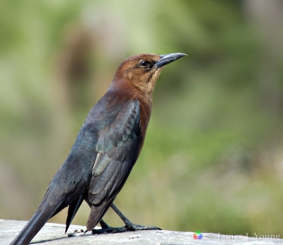 Female Boat-tailed Grackle showing faint iridescent purple color. - St. Marks National Wildlife Refuge.