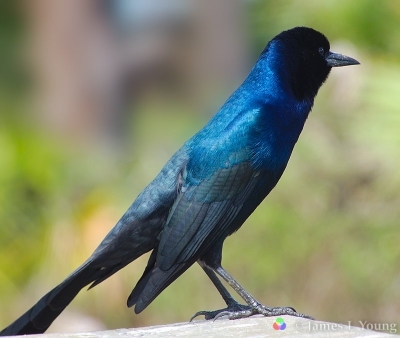 Male Boat-tailed Grackle displaying iridescent purple color. (10-07-2016) - St. Marks National Wildlife Refuge.