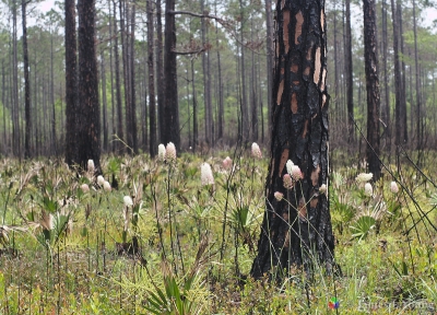 Group of beautiful Stenanthium densum flowers in recently burned flatwood habitat. (04-21-2016) - St. Marks National Wildlife Refuge.
