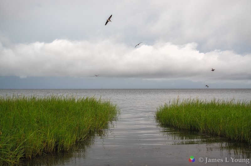 View of the gulf as hurricane Hermine approaches. (09-01-2016) - St. Marks National Wildlife Refuge.