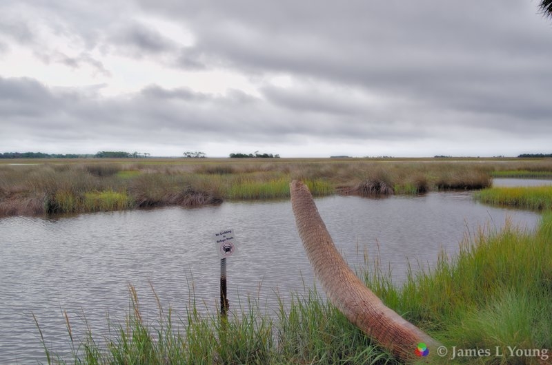 The old palm tree and saltmarsh behind the lighthouse with hurricane Hermine storm clouds. (09-01-2016) - St. Marks National Wildlife Refuge.