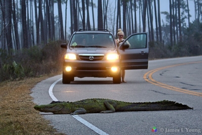 Visitor photographs alligator - St Marks NWR.