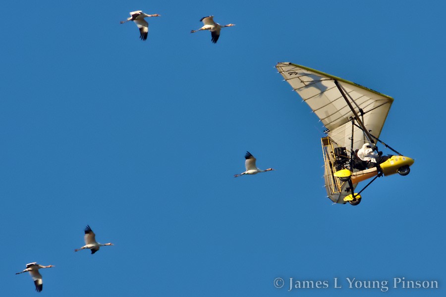 Shadow of bird on Operation Migration trike or spirit of crane number 10-12?